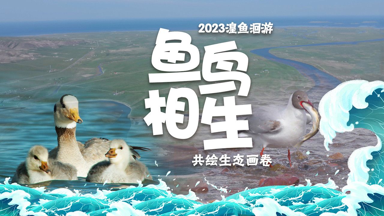2023青海湖湟鱼洄游 | 鱼鸟相生 共绘生态画卷