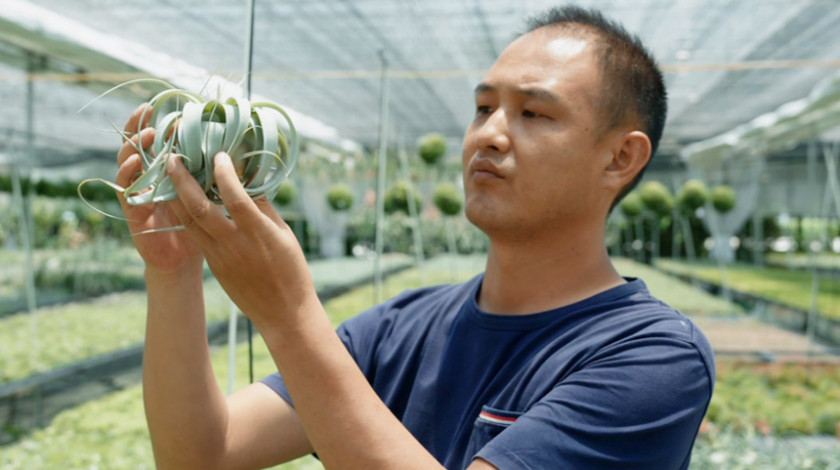 第15集《鲜花香飘满天下》华人 