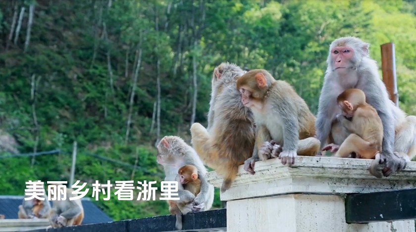 美丽乡村看浙里——川猴王谷绵岭民宿