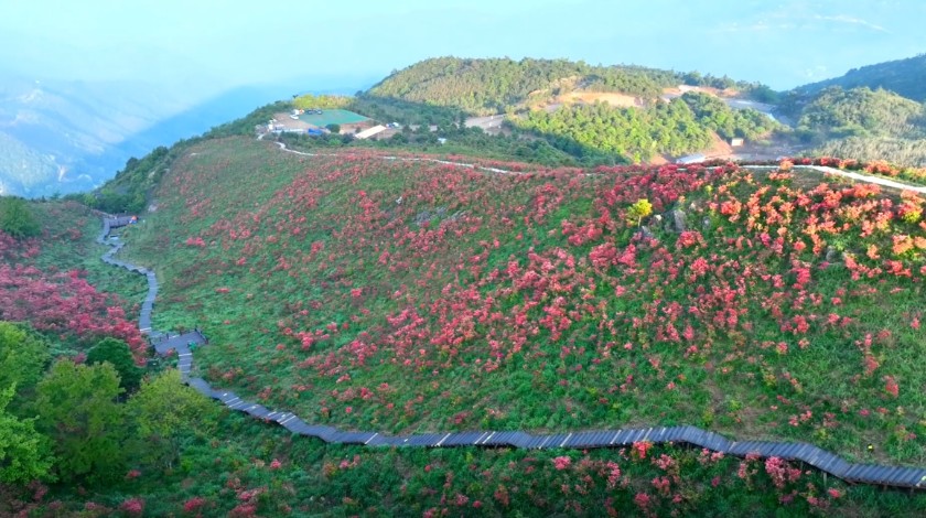 岭上映山红