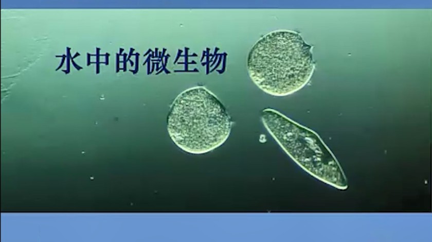 六下科学：水中的微生物